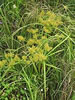 (Cyperus conglomerates) کلبيت 