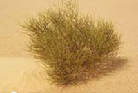 Calligonum comosum اسکنبيل