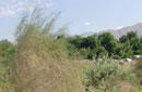  Artemisia sieberi درمنه دشتي