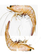 پروتوئینی از آنسوی آبها