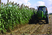 GENERAL FARMING (زراعت عمومي )