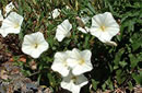 پيچك صحرايي Convolvulus arvensis