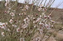  Amyg dalus scoparia  بادام کوهي