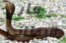 مار قيطانى Coluber r.rhodorhachis