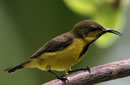 شهد خور (Family Ploceidae)