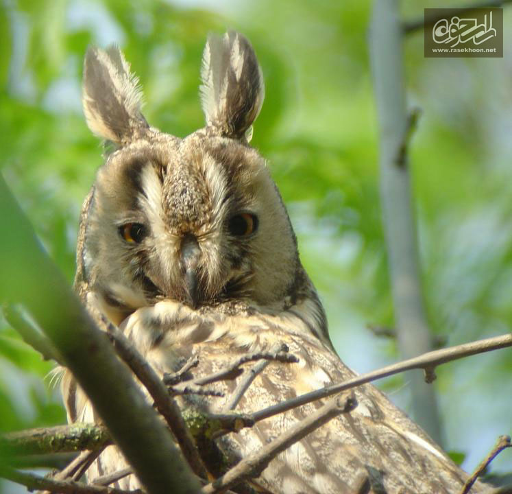 جغد گوش دراز