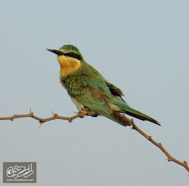 زنبور خور گلو خرمايي