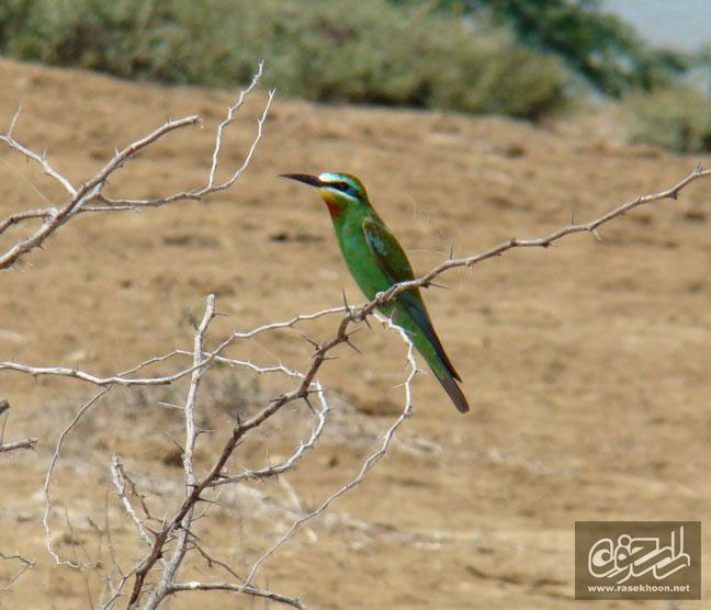 زنبور خور گلو خرمايي