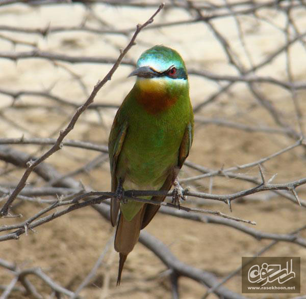 زنبور خور گلو خرمايي