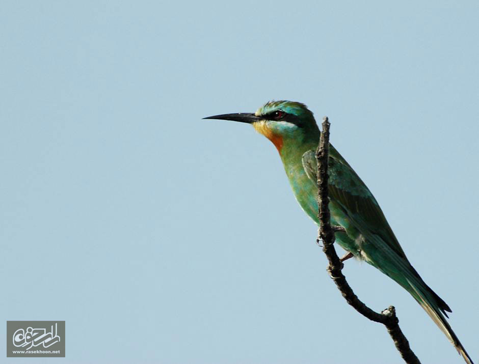 زنبور خور گلو خرمايي