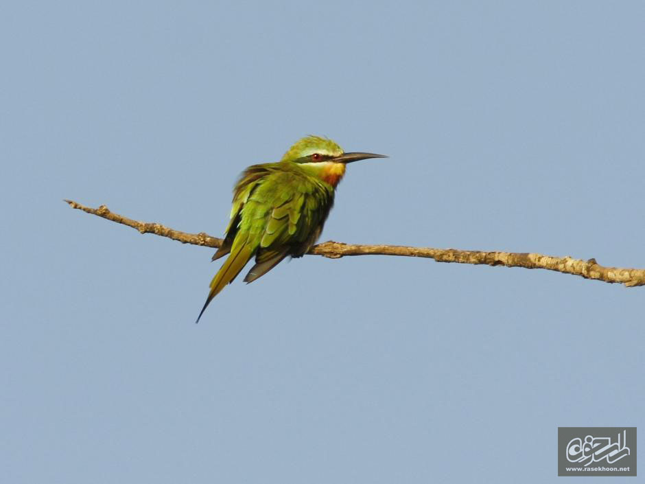 زنبور خور گلو خرمايي