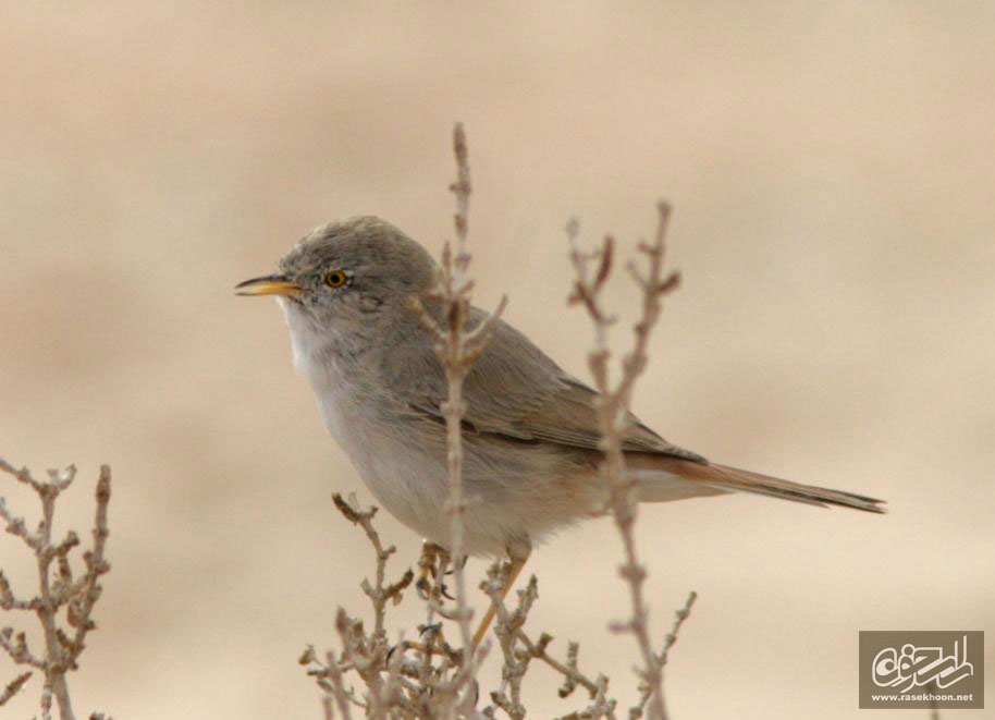 سسک بياباني