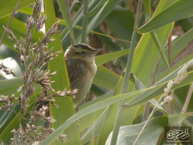 سسک آبزی