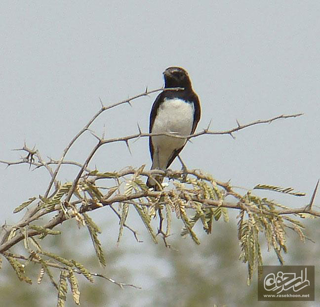 چکچک ابلق خاوري