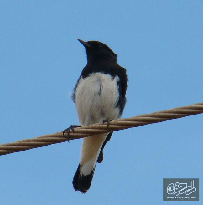 چکچک ابلق خاوري