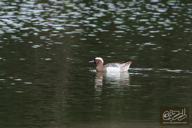 خوتکاي سفيد