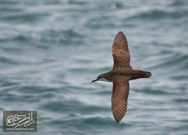 کبوتر دريايي خلیج فارس