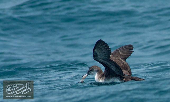 کبوتر دريايي خلیج فارس