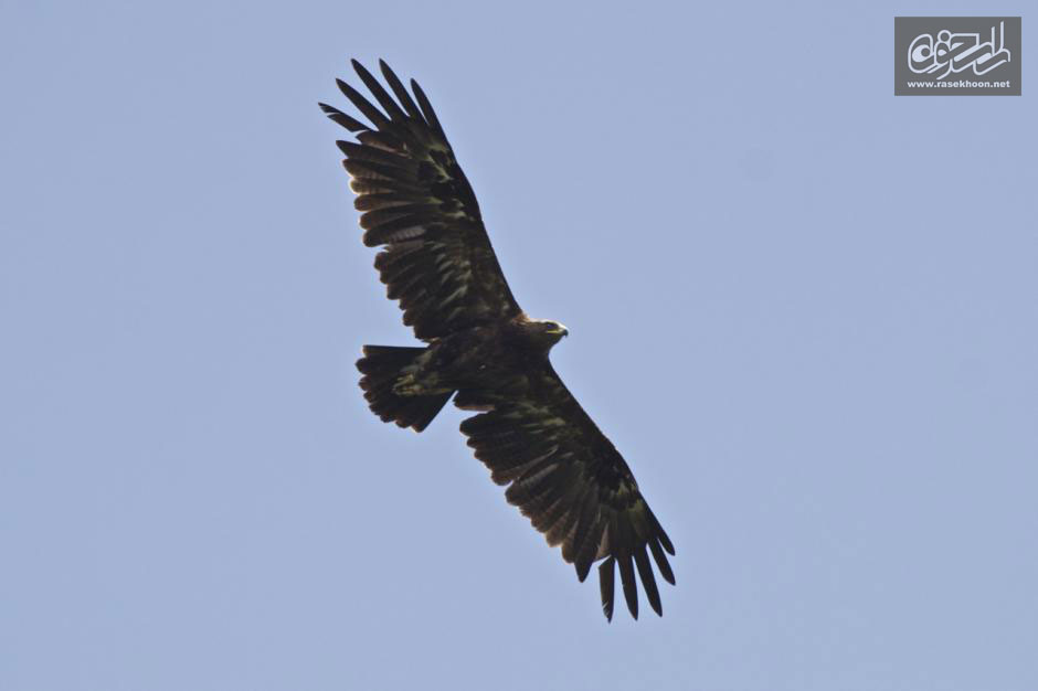 عقاب تالابي