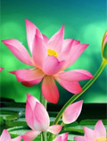 ۳D Lotus Live Wallpaper