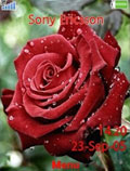 تم گل رز 2 -Red Rose2