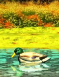 Ducks 3D
