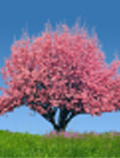 Spring_Trees