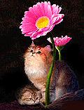 گربه و گل 