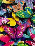 پروانه های رنگین