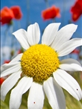 گل های بهاری