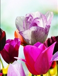 گل های بهاری