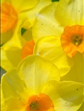 گل های بهاری