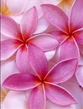 گل های بهاری
