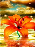 گل زیبا