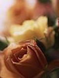 رز قهوه ایی