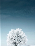 درخت زمستانی