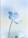 گل آبی