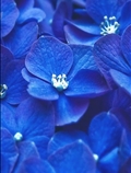 گل های آبی