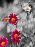 گل های زیبا