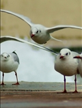 Red-billed Gulls 