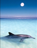 دلفین، دریا، مهتاب