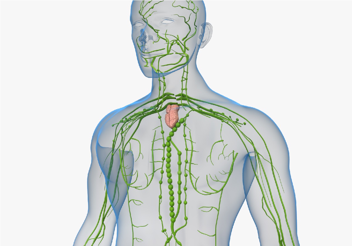 Лимфатическая система человека картинки