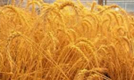 سازمان غله اعلام کرد تا پایان مرداد ماه 1356 مجموعاً 520 هزار تن گندم از کشاورزان خریداری شده است(1356ش)