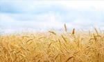 وزارت بازرگانی اعلام کرد خرید گندم از کشاورزان 50 درصد افزایش یافت. (1356ش)