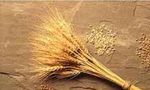 یک میلیون تن گندم خریداری شده دولت وارد ایران شد(1353ش)