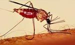 مالاریا در جنوب کشور شیوع یافت. (1342 ش)