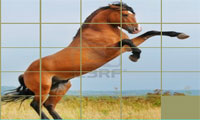  پازل اسب-Puzzle Horses