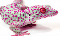  پازل مارمولک-Lizard puzzle