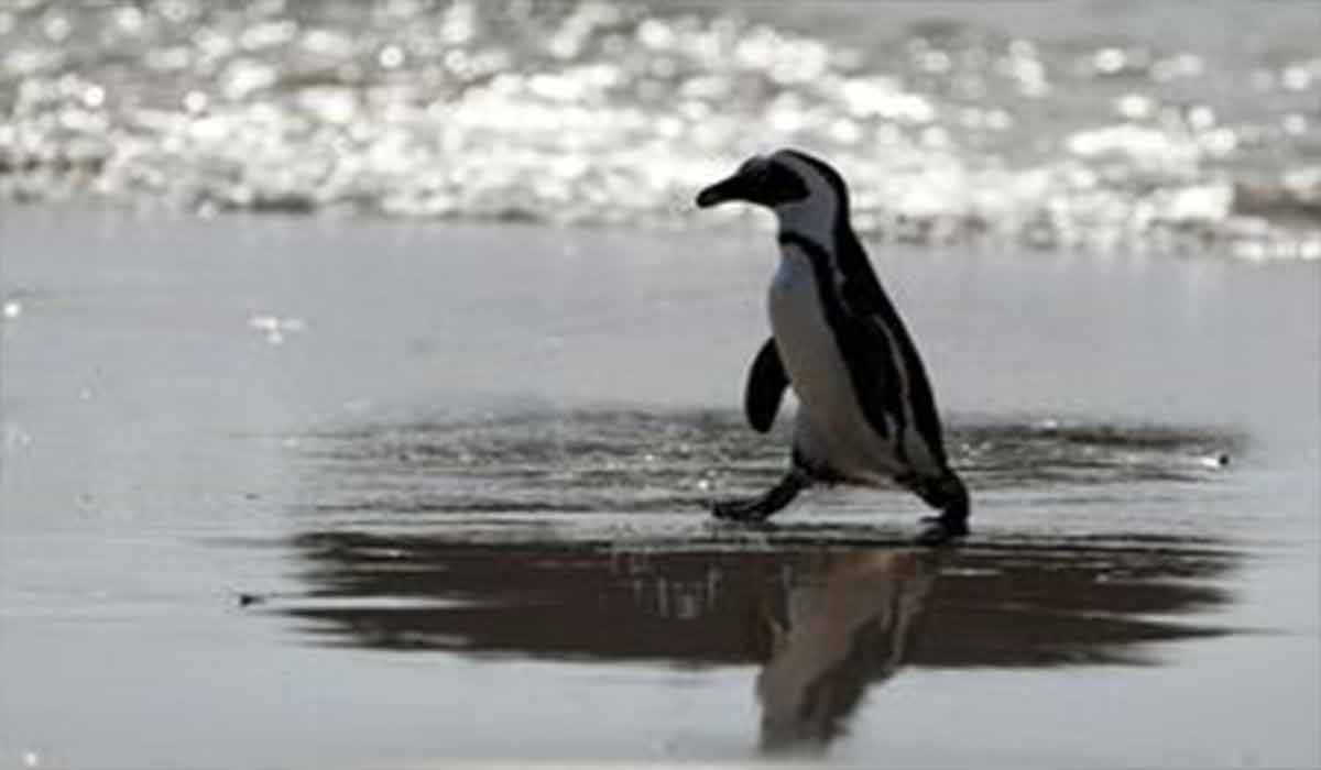 فرار دیدنی پنگوئن باهوش از مرگ!