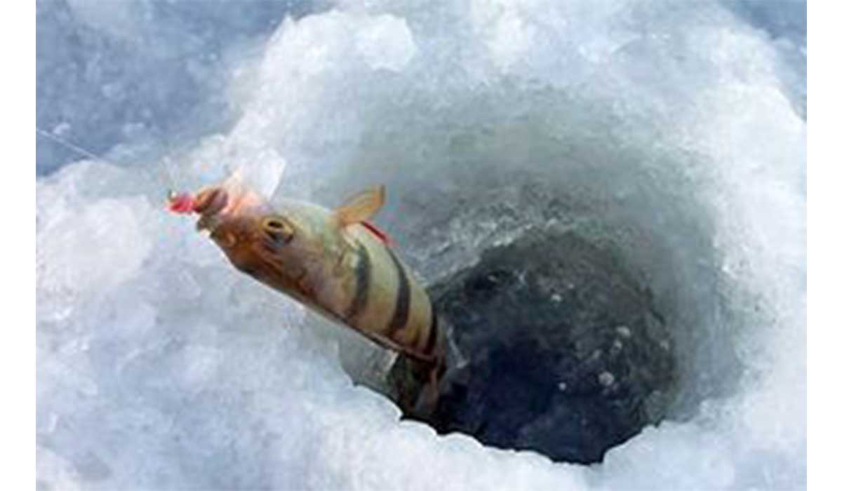 سرمای منفی یک درجه و پرورش ماهی
